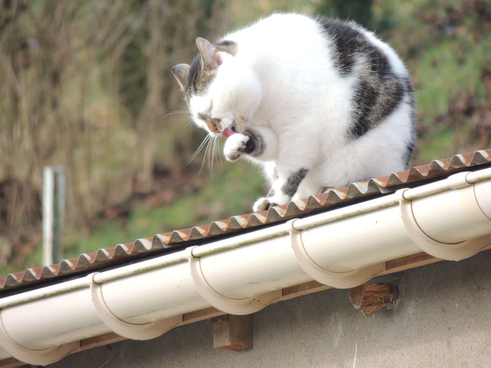 Un chat sur un toit brûlant